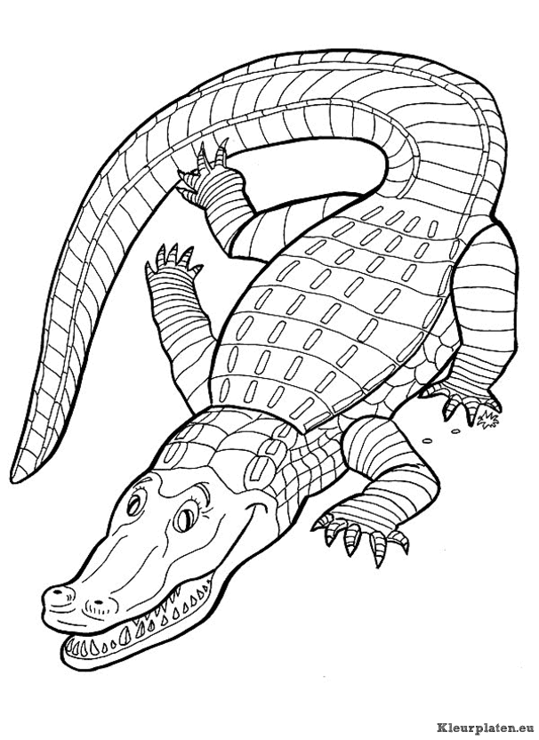 Krokodillen kleurplaat